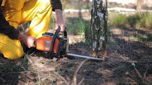 Best Root Management and Removal  in USA